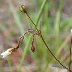 Linum catharticum Fruit