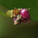 Lantana involucrata Vaisius