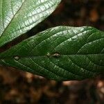 Cordia nodosa Blatt