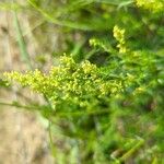 Galium × pomeranicum Kukka