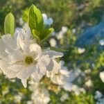 Exochorda racemosa "niagara"Flor