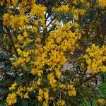 Genista monspessulanaFlower