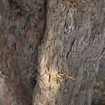 Flacourtia indica Rinde