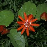 Passiflora coccinea Floare