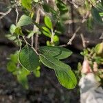 Vaccinium arboreum Leaf