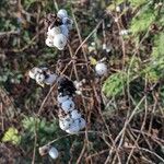 Symphoricarpos albus 果實