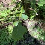 Sonchus fruticosus Leaf