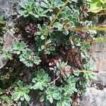 Saxifraga paniculata Habit