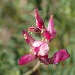 Hedysarum boveanum Квітка