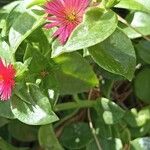 Mesembryanthemum cordifoliumBlodyn