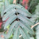 Calliandra tweediei Leaf