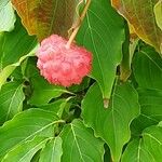 Cornus kousa Fruit