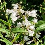 Penstemon digitalis Blad