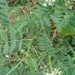 Galega officinalis Blatt