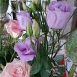 Eustoma grandiflorum Flower
