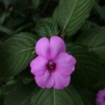 Impatiens flaccida फूल