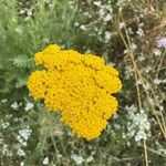 Achillea filipendulinaFlor