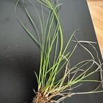 Carex sempervirens Blad