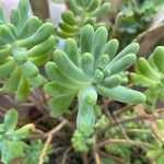 Sedum pachyphyllum Blad