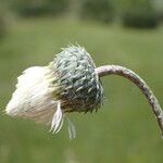 Tyrimnus leucographus Flower