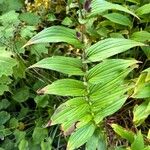 Tricyrtis formosana Hoja