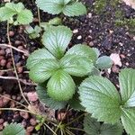 Fragaria x ananassa Fuelha