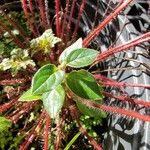 Dissotis rotundifolia Лист