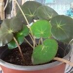 Begonia hydrocotylifolia Ліст