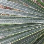Coccothrinax argentea Hoja