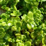 Polycarpon polycarpoides Libunga