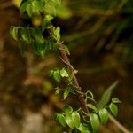 Asparagus asparagoides Habitus