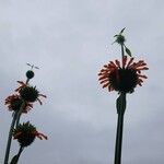 Leonotis nepetifoliaफूल