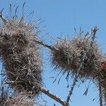 Tillandsia recurvata برگ