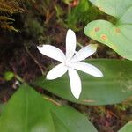 Clintonia uniflora