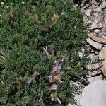 Astragalus sempervirens Hábitos