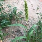 Setaria verticillataBlad