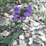 Prunella hastifolia Fula