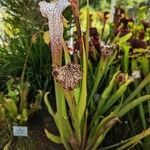 Sarracenia leucophylla 葉