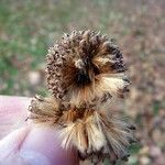 Platanus x hispanica फल