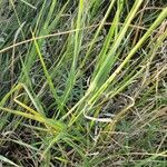 Panicum coloratum Leaf