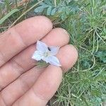 Campanula isophylla Fula
