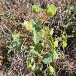 Abutilon grandiflorum Leaf