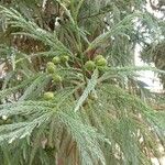 Cryptomeria japonica Плод