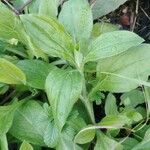 Silene latifolia Blatt