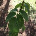 Tecomanthe dendrophila Leaf