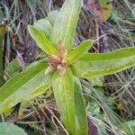 Gentiana cruciataΦύλλο