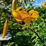 Lilium leichtlinii Blüte