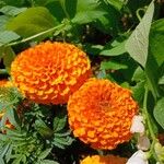 Tagetes erecta Flower