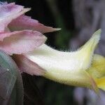 Drymonia parviflora 花