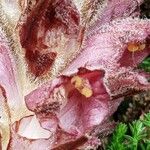 Orobanche rapum-genistae Квітка
